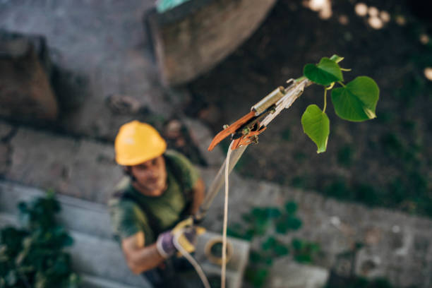 Best Tree Trimming and Pruning  in Pine City, MN